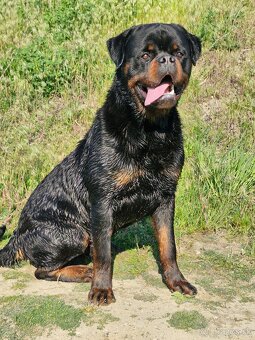 Rottwelier s pp - 2