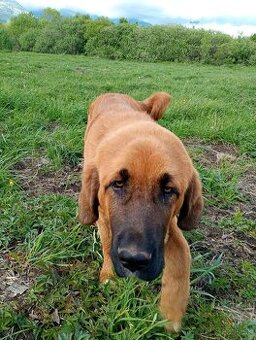 Kangal - 2