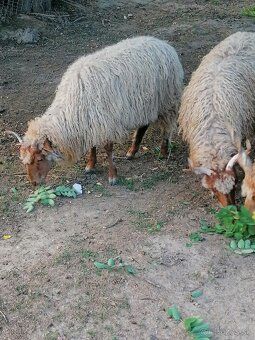 Na predaj ovce (racka) - 2