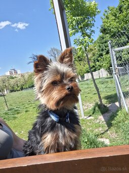Yorkshire Terrier mini - 2