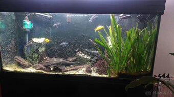 Akvarium - 2