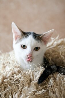 ❤ Balou - hravý a zvedavý malý elegán - 2