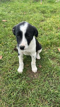 Darujem šteniatko za veterinarny poplatok - 2