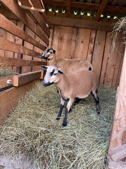 Kamerunské ovce - 2