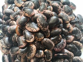 Fazuľa bobovica tmavá - 2