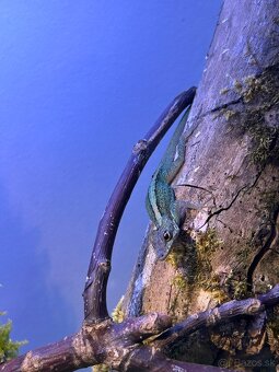 Anolis Roquet le Diamant - 2