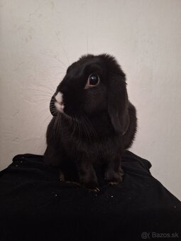 Zakrslý Králik 🐇 - 2