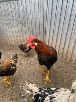 Predám mladého kohútika Vlašky jarabičej - 2