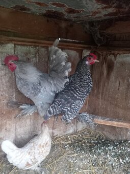 Predám milflerky - 2