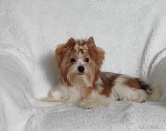 Yorkshire teriér, Biewer, Biro, Yorkshire teriér s PP - 2