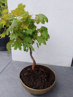Javor bonsai - 2