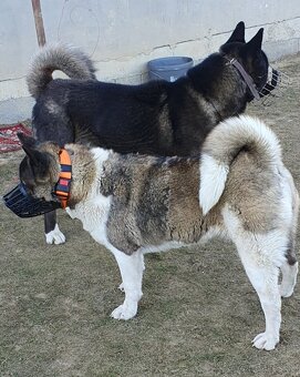Americka akita - 2
