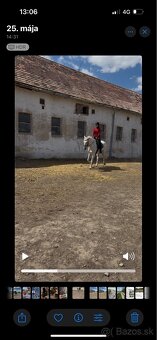 11ročný valach - 2