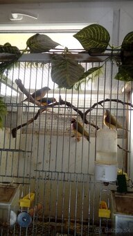 Amadina guldová červenohlavá - 2