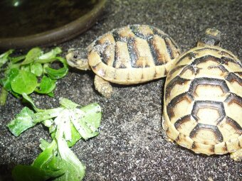korytnačka žltočierna - 2