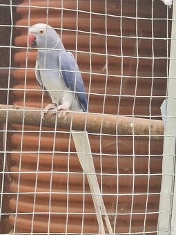 Alexander maly hch - 2