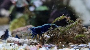 Krevetky neocaridina red onyx a blue sapphire - 2