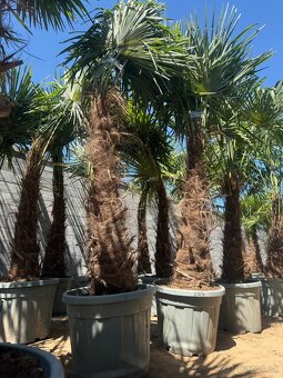 🌴Predám palmy Trachycarpus Fortune - 2