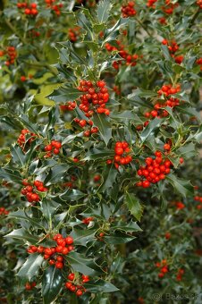 Ilex blue prince - 2