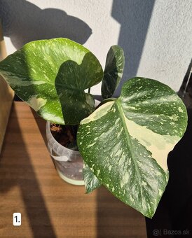 Monstera thai constelation - 2