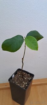 Jackfruit-Artocarpus heterophyllus - 2