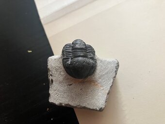 Fosília, skamenelina, trilobit - inzerát č.11 - 2