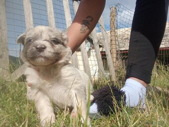 Border kólia blue merle - 2
