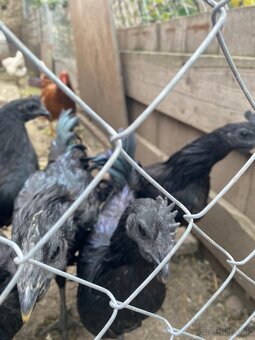 Ayam Cemani - 2