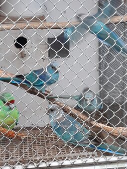 Barnard červenočelý modrý - 2