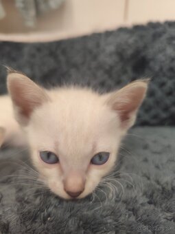 Siamské mačiatka na predaj (typ: Thai Ratana Eye Siami) - 2