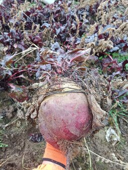 Cvikla na predaj - 2