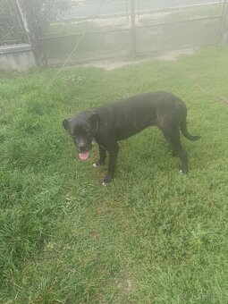 Cane Corso - 2
