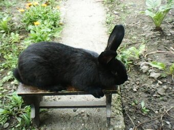 Predavam NOS kraliky. - 2