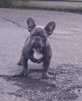 Francuzsky buldoček - 2