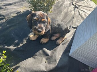 Jezevčík drsnosrstý trpasličí/králičí - 2