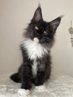 Mainská mývalia, Maine Coon , MCO s PP - 2
