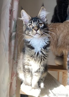 Mainská mývalia, Maine Coon , MCO s PP - 2