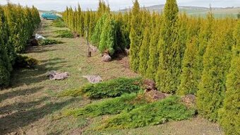 Tuja Smaragd, vavrínovec, červienka - Čadca - 2