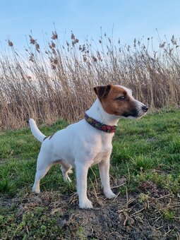 Jack Russell teriér - 2