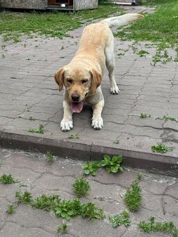 Labrador- krytie - 2