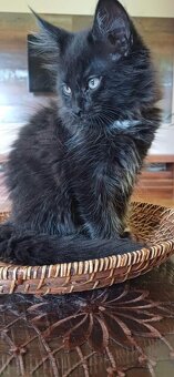 Mainska mývalia ,Maine Coon - 2