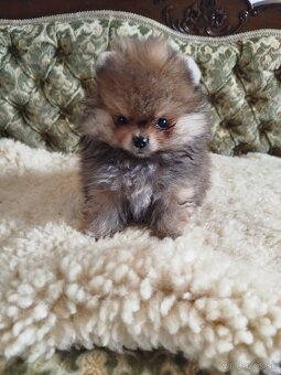 Predám psíka pomeranian s PP FCI - 2