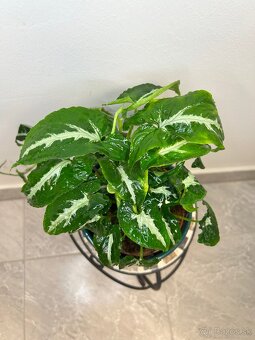 Syngonium Wendlandii - 2