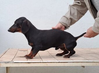 Jazvečík trpazličí - 2