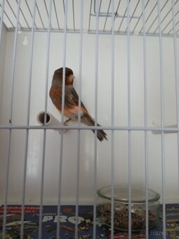 Predám - 2