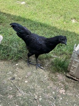 Predám Kohúty a sliepky AYAM CEMANI - 2