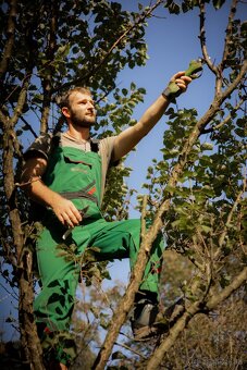 Odborný rez ovocných stromov - 2