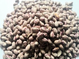 Fazuľa mála strakatá - 2