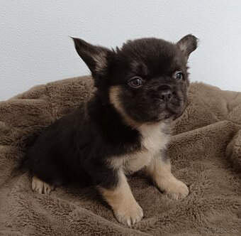 Francúzsky buldoček fluffy - 2