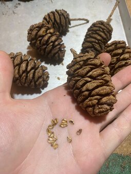 Sekvojovec Mamutí - semienka, šišky - 2